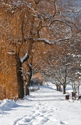 Way in Winter