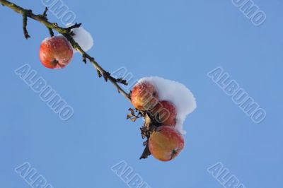 Frozen Apples