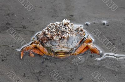 Little Crab