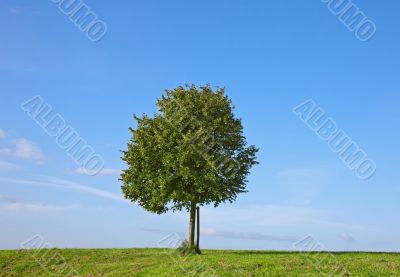 Tree in Summer