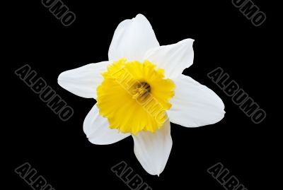 White Daffodil