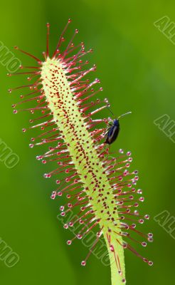 Sundew