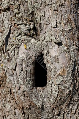 Trunk with hole