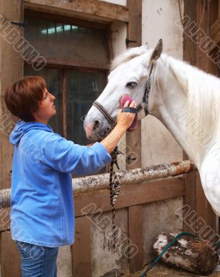  The girl cleans a horse.