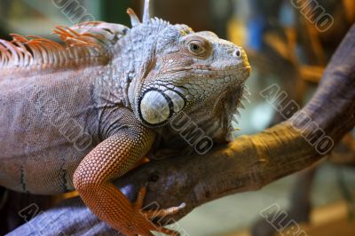 lizard