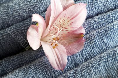 Blue towels with flower