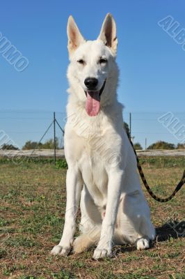 Swiss shepherd 