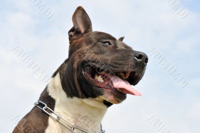 american staffordshire terrier