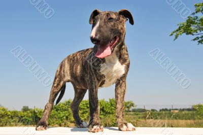 puppy bull terrier