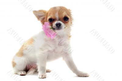 puppy chihuahua and flower
