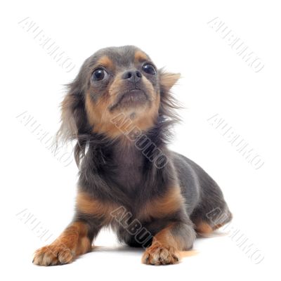 puppy chihuahua