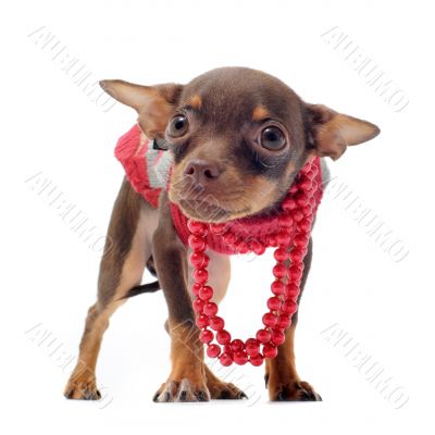 sad chihuahua with pearl collar