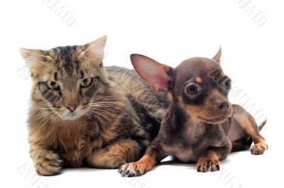 puppy chihuahua and cat