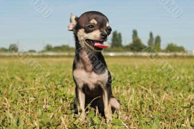 puppy chihuahua
