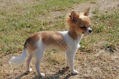 puppy chihuahua