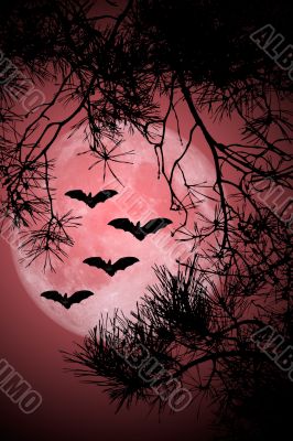 Halloween Night