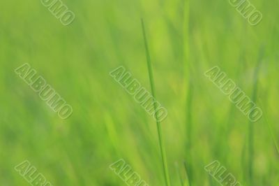 Blurry Grass