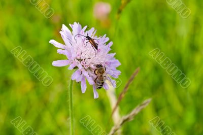 Bee with Bug