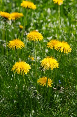 Dandelion