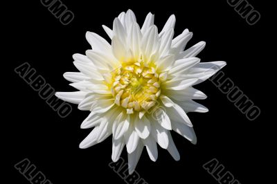 White Dahlia