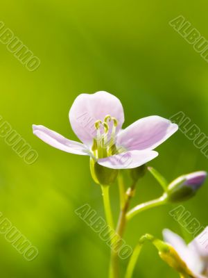 Cuckoo Flower