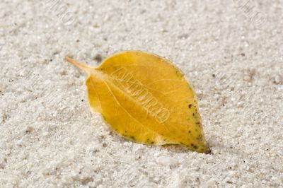 Yellow Autumn Leaf