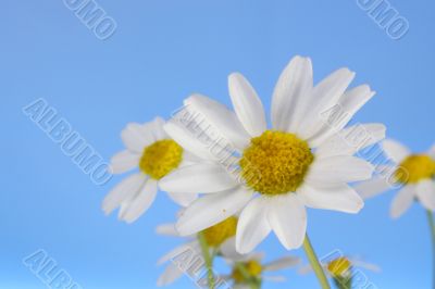 White Daisy