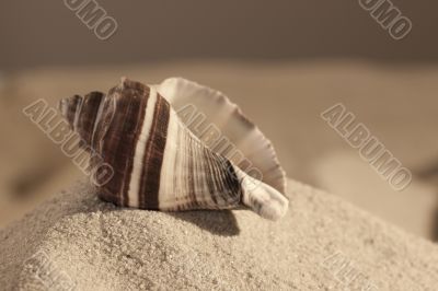 Empty cockleshell