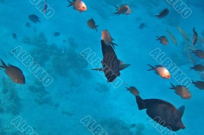 colorful fish in sea