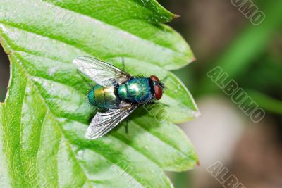 colorful fly
