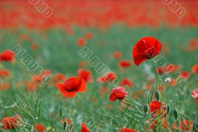 poppy flower