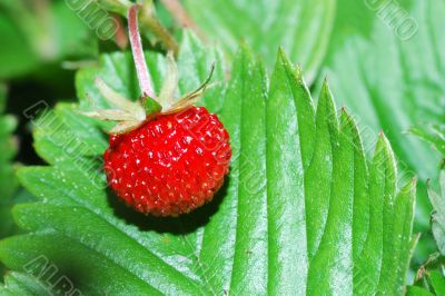 sweet strawberry