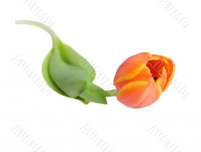 tulip