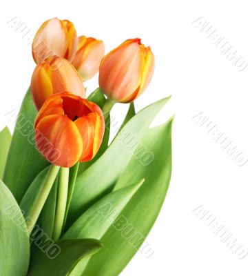 tulips