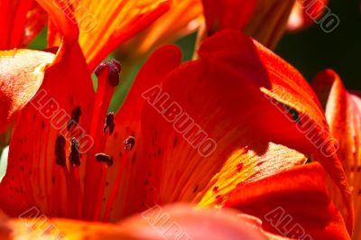 Petal Pistil and Stem