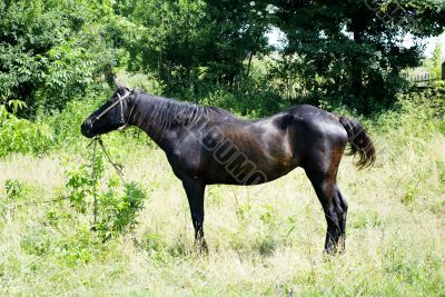 standing the horse 