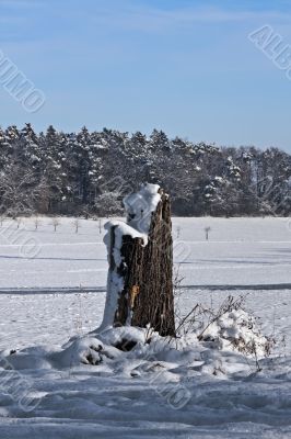 Stump in Winter