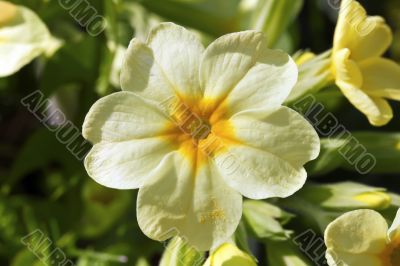 Cowslip Bloom