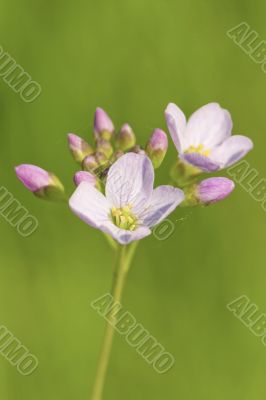 Cuckoo Flower