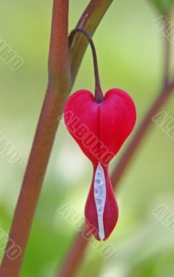 Bleeding Heart