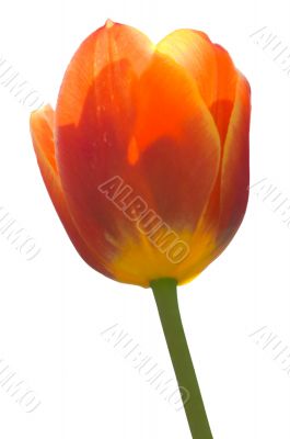 Red Tulip