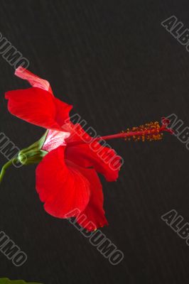 Hibiscus rosa-sinensis
