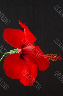 Hibiscus rosa-sinensis