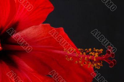 Hibiscus rosa-sinensis