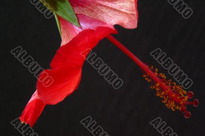 Hibiscus rosa-sinensis