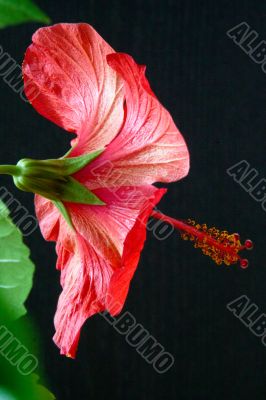 Hibiscus rosa-sinensis