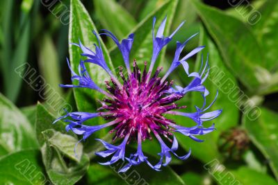 corn flower