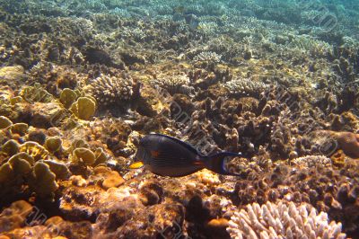 coral reef
