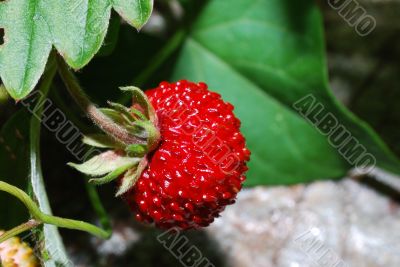 little wild strawberry