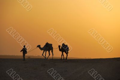 camel in the desert
